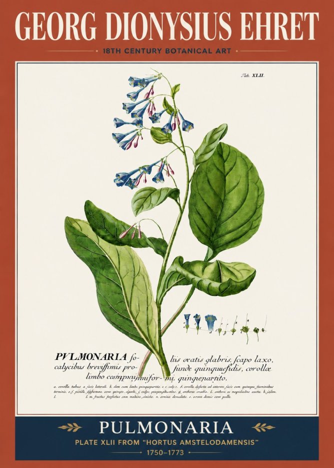 Georg Dionysius Ehret Pulmonaria No5 - Affiche