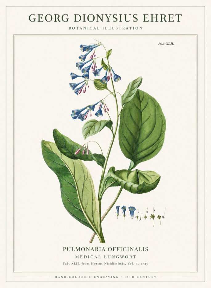 Georg Dionysius Ehret Pulmonaria No6 - Affiche