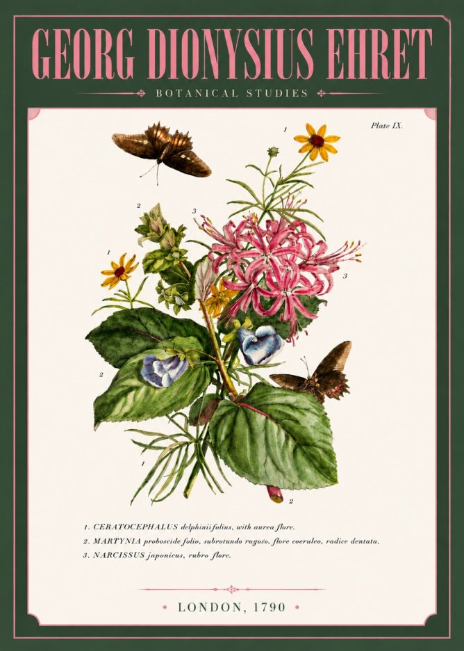 Georg Dionysius Ehret Botanical Studies - Plate Ix No6 - Affiche