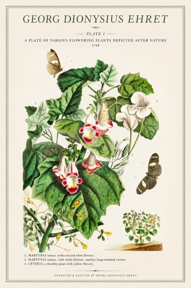 Georg Dionysius Ehret A Plate of Various Flowering Plants Depicted After Nature 1748 No1 - Affiche