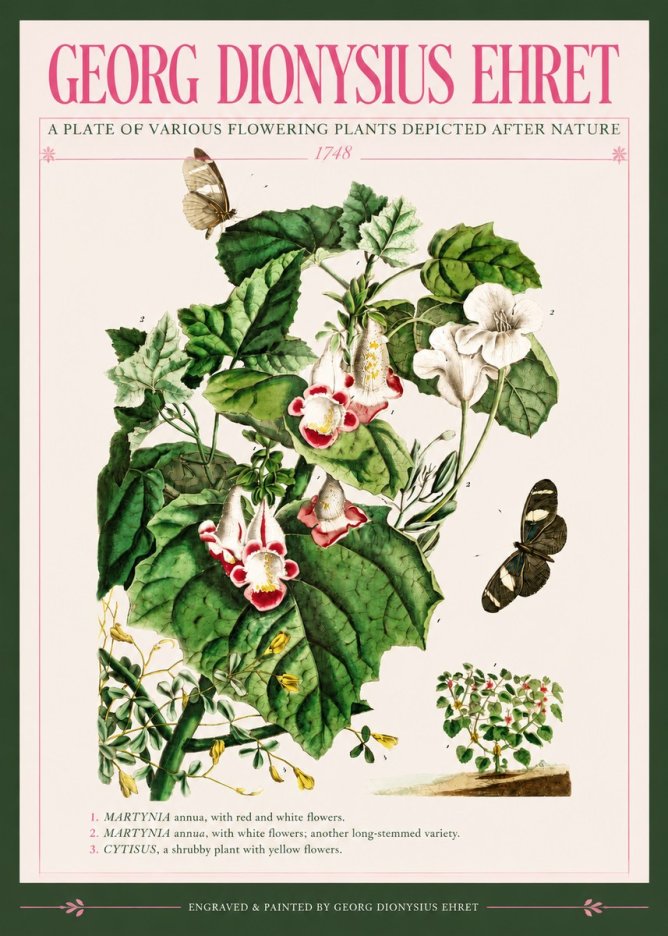 Georg Dionysius Ehret A Plate of Various Flowering Plants Depicted After Nature 1748 No3 - Affiche