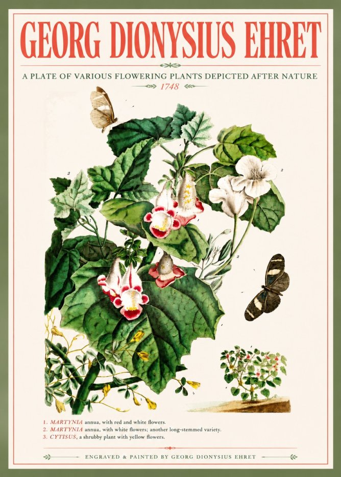 Georg Dionysius Ehret A Plate of Various Flowering Plants Depicted After Nature 1748 No5 - Affiche