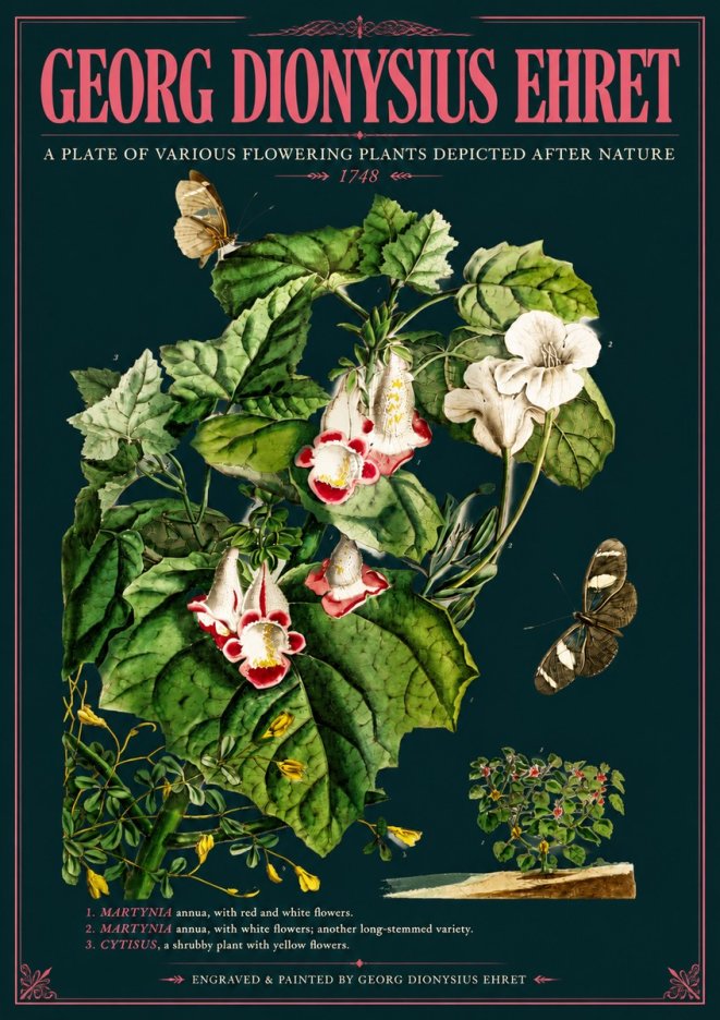 Georg Dionysius Ehret A Plate of Various Flowering Plants Depicted After Nature 1748 No6 - Affiche