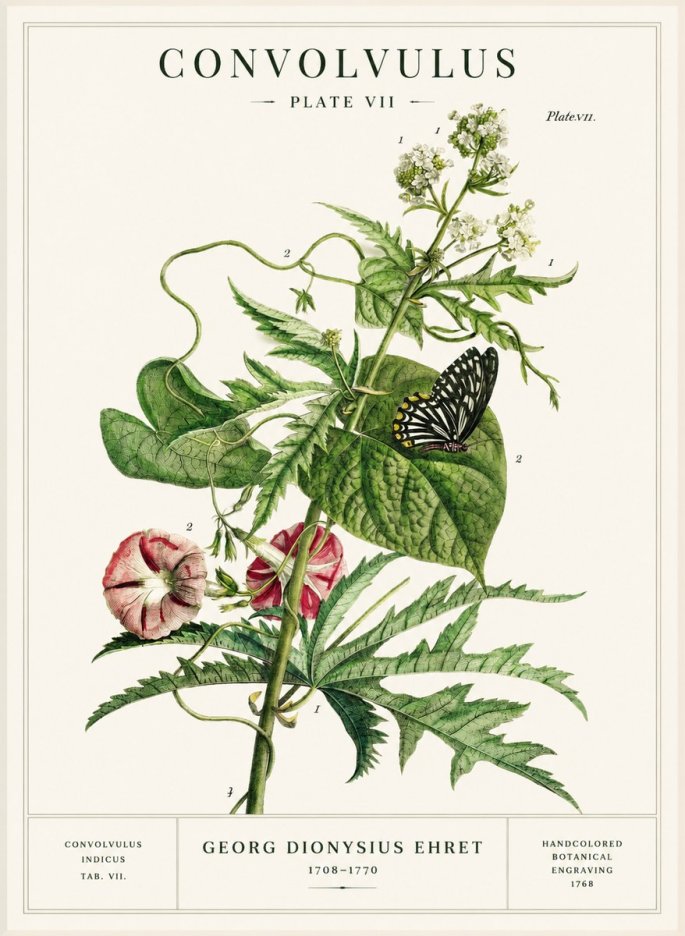 Georg Dionysius Ehret Convolvulus - Plate Vii No1 - Affiche