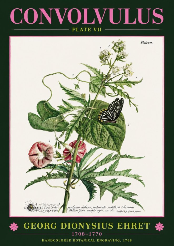 Georg Dionysius Ehret Convolvulus - Plate Vii No2 - Affiche