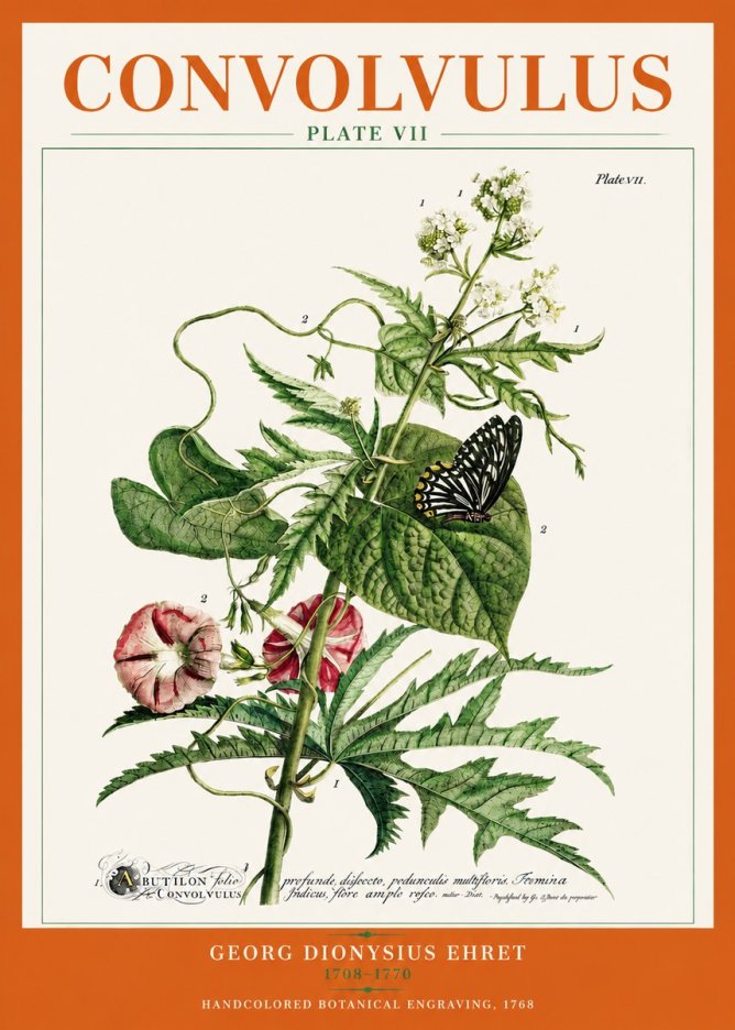 Georg Dionysius Ehret Convolvulus - Plate Vii No3 - Affiche
