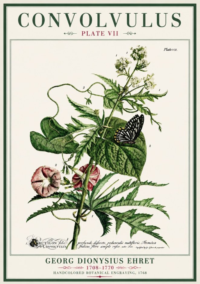 Georg Dionysius Ehret Convolvulus - Plate Vii No4 - Affiche
