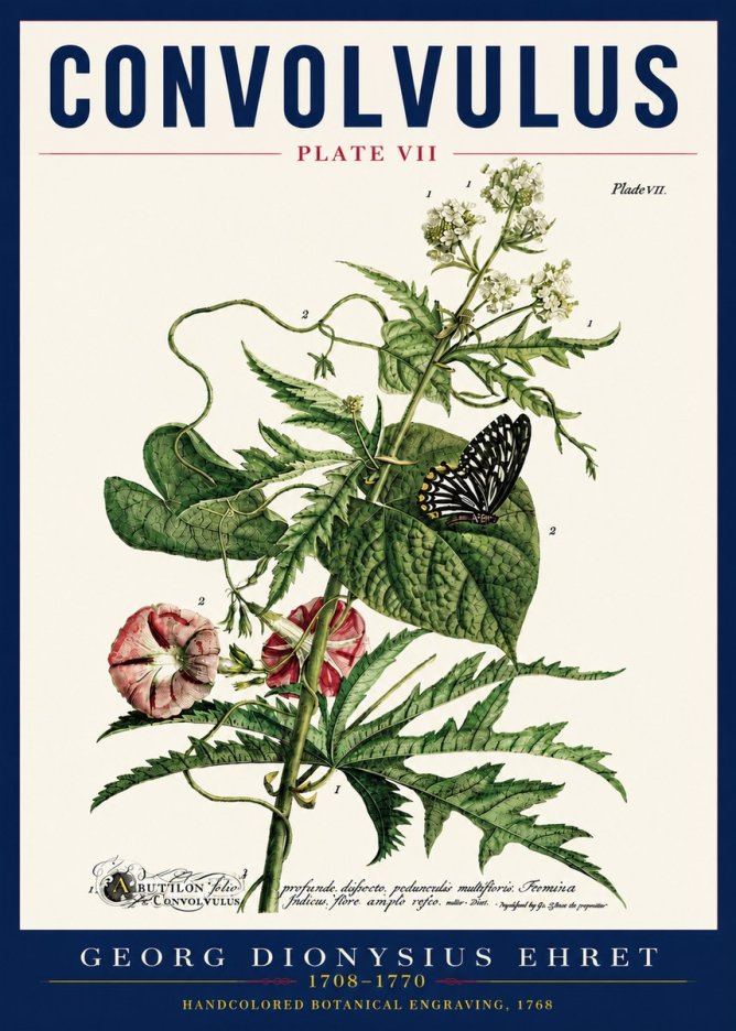 Georg Dionysius Ehret Convolvulus - Plate Vii No5 - Affiche