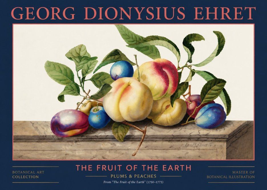 Georg Dionysius Ehret Plums & Peaches No2 - Affiche