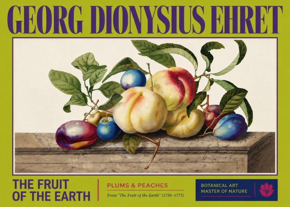 Georg Dionysius Ehret Plums & Peaches No3 - Affiche