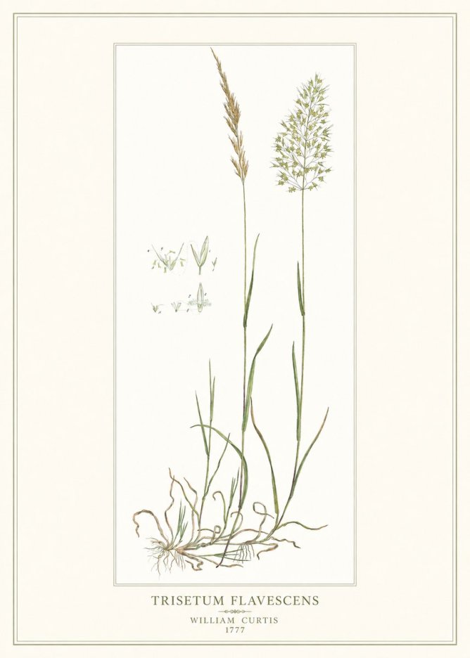 William Curtis Trisetum Flavescens I No1 - Affiche