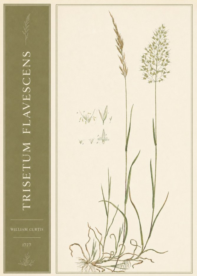 William Curtis Trisetum Flavescens I No2 - Affiche