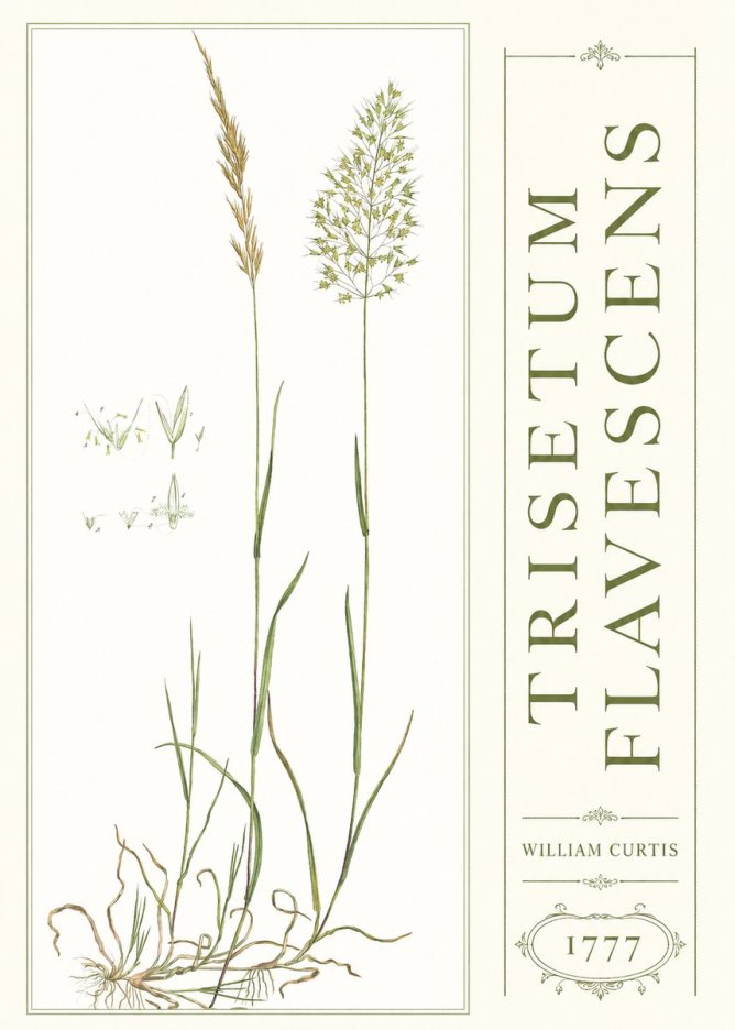 William Curtis Trisetum Flavescens I No3 - Affiche