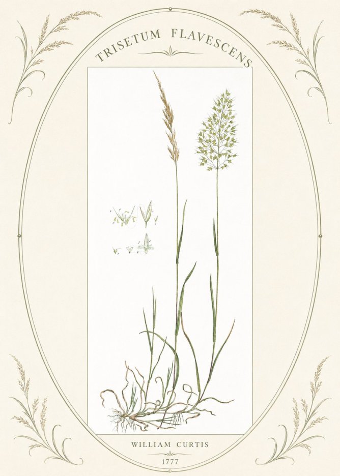 William Curtis Trisetum Flavescens I No4 - Affiche
