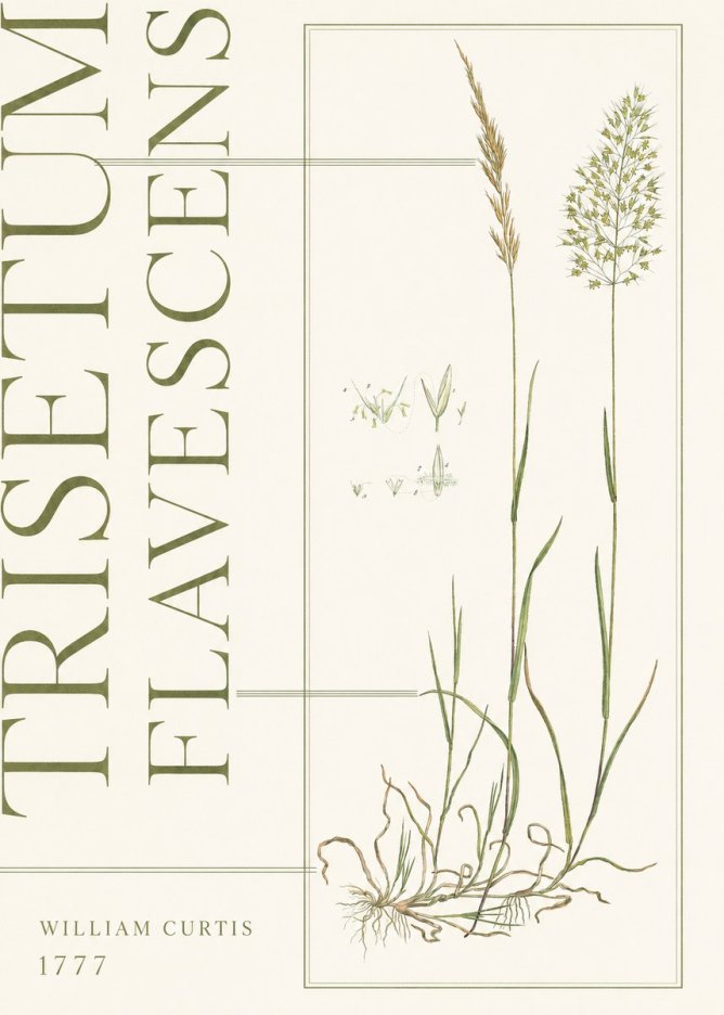 William Curtis Trisetum Flavescens I No5 - Affiche