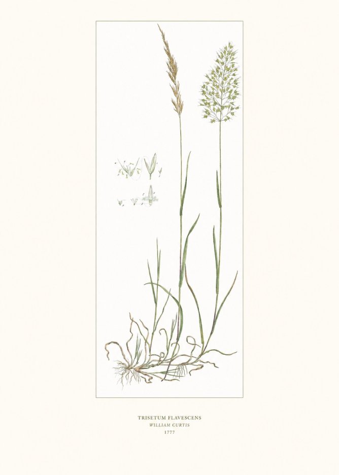 William Curtis Trisetum Flavescens I No6 - Affiche