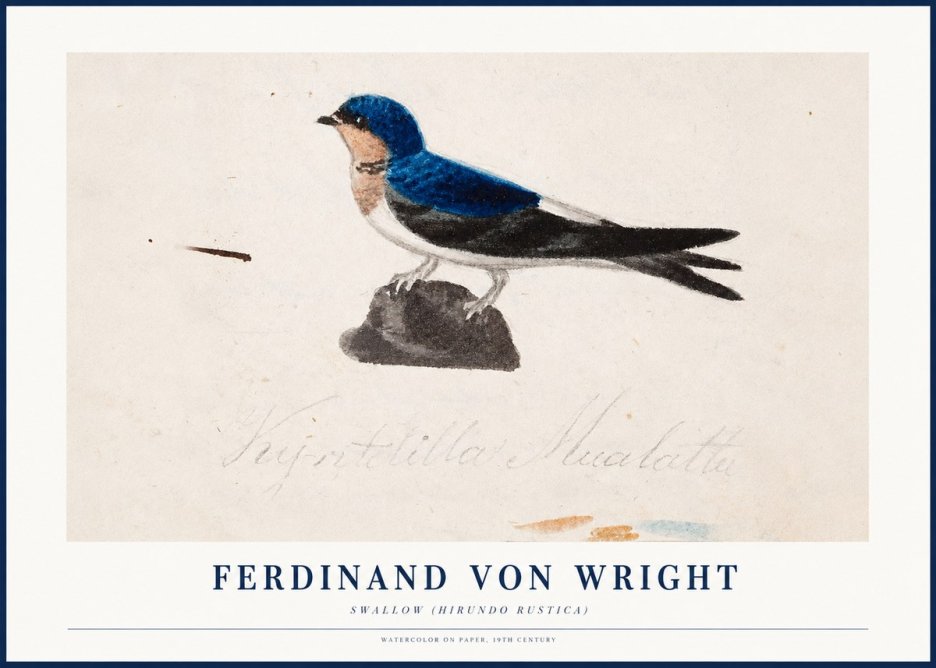 Ferdinand von Wright Swallow (Hirundo Rustica) No1 - Affiche