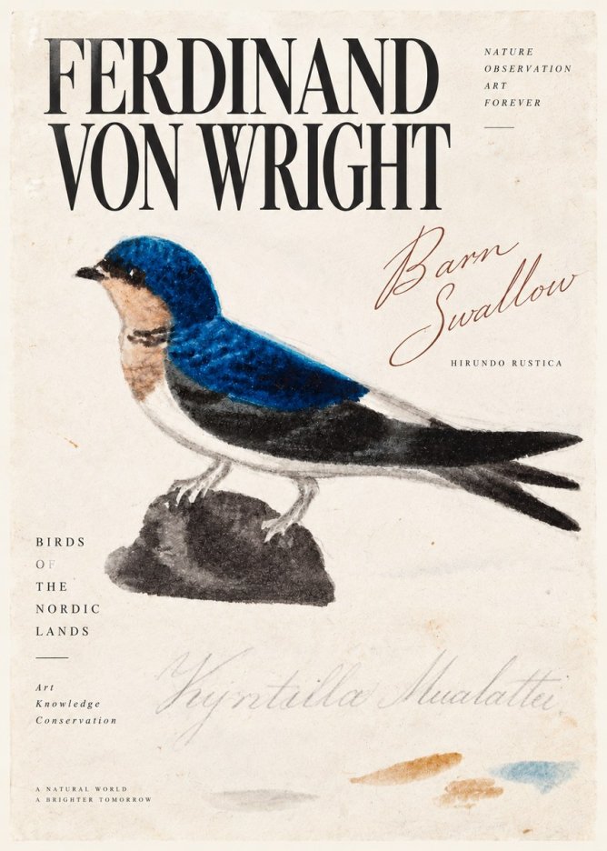Ferdinand von Wright Swallow (Hirundo Rustica) No5 - Affiche