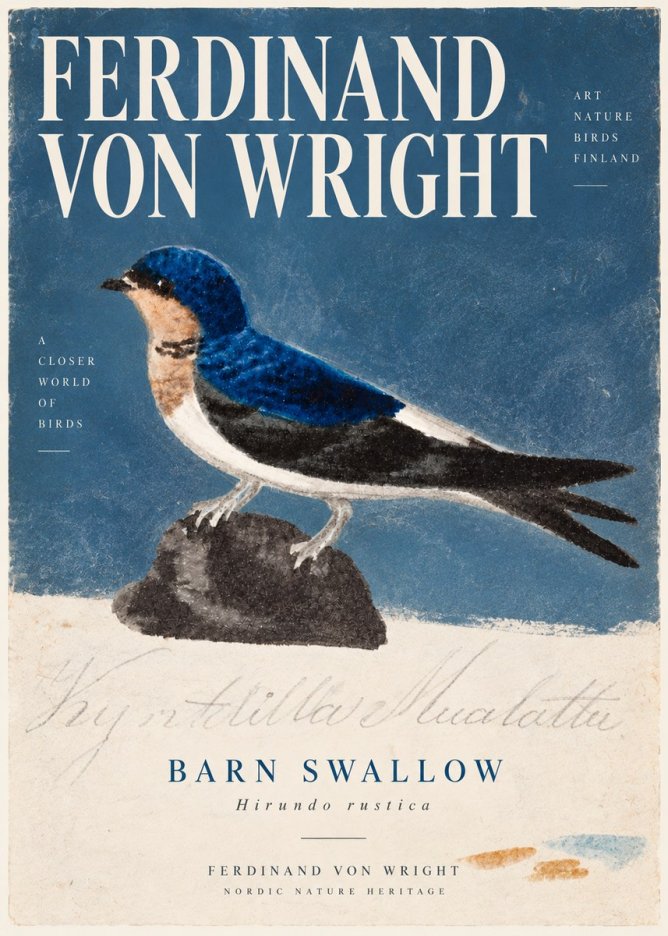 Ferdinand von Wright Swallow (Hirundo Rustica) No6 - Affiche