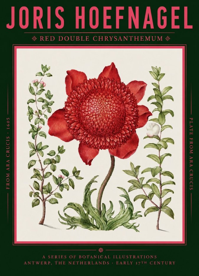 Joris Hoefnagel Red Double Chrysanthemum No2 - Affiche