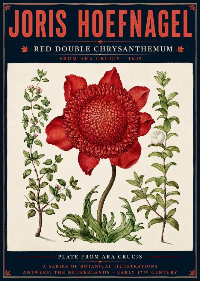 Joris Hoefnagel Red Double Chrysanthemum No6 - Affiche
