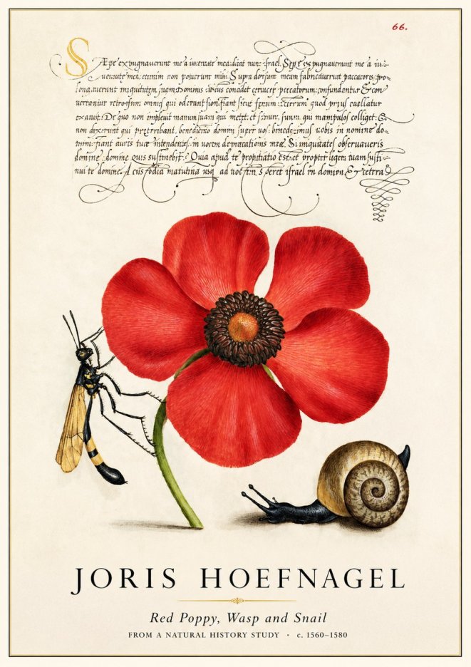 Joris Hoefnagel Poppy, Wasp & Snail No3 - Affiche