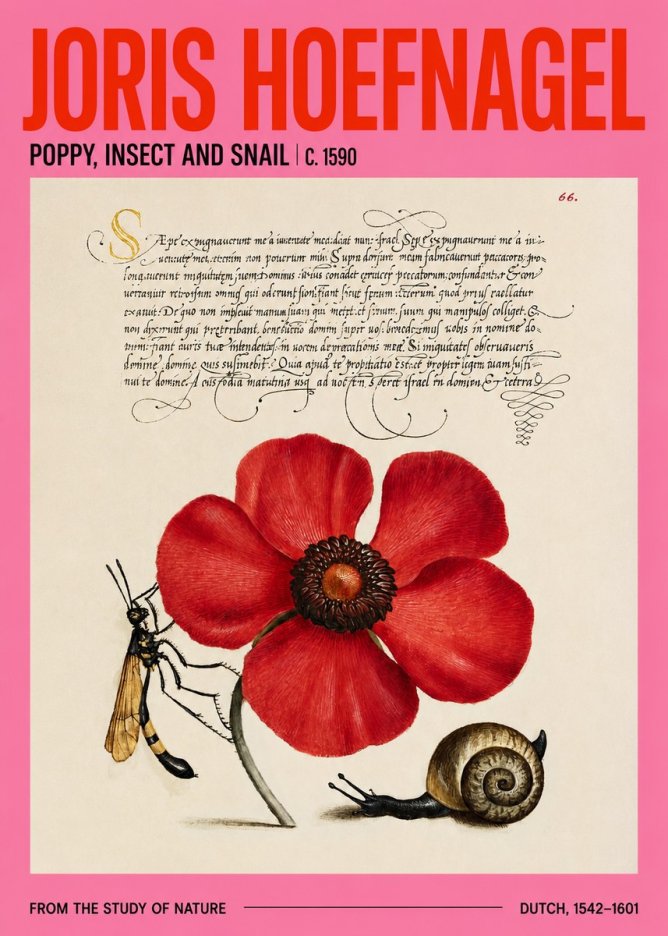 Joris Hoefnagel Poppy, Wasp & Snail No4 - Affiche