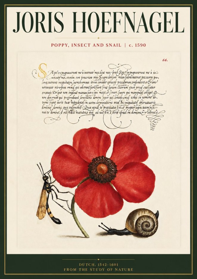 Joris Hoefnagel Poppy, Wasp & Snail No5 - Affiche