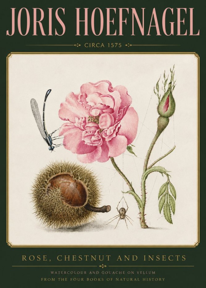 Joris Hoefnagel Rose, Chestnut and Insects No3 - Affiche