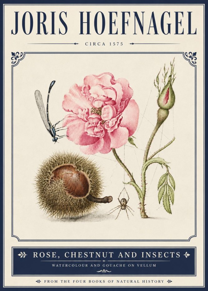 Joris Hoefnagel Rose, Chestnut and Insects No5 - Affiche