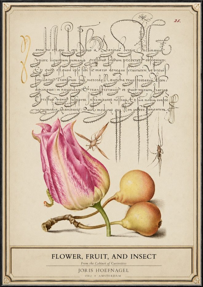 Joris Hoefnagel Tulip and Fruits with Insects No6 - Affiche