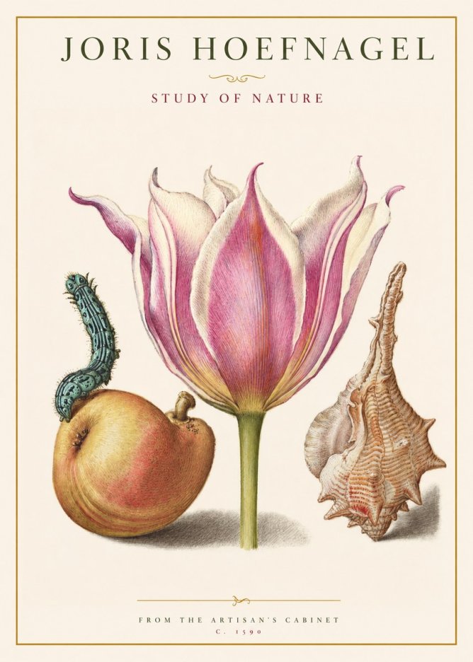 Joris Hoefnagel Tulip, Peach, Caterpillar & Seashell No2 - Affiche