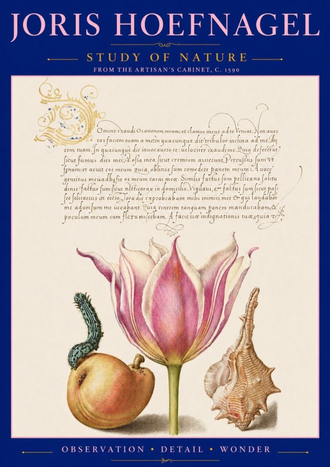 Joris Hoefnagel Tulip, Peach, Caterpillar & Seashell No3 - Affiche
