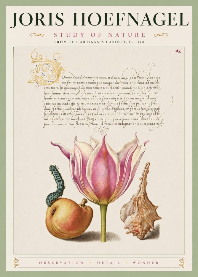 Joris Hoefnagel Tulip, Peach, Caterpillar & Seashell No4 - Affiche