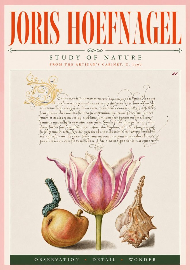 Joris Hoefnagel Tulip, Peach, Caterpillar & Seashell No5 - Affiche