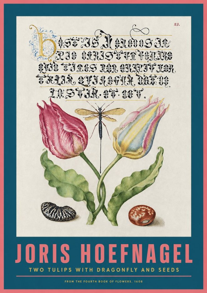 Joris Hoefnagel Two Tulips with Dragonfly and Seeds No2 - Affiche