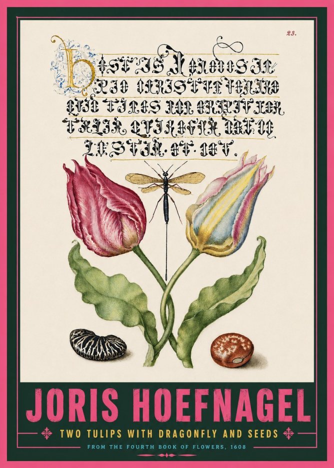 Joris Hoefnagel Two Tulips with Dragonfly and Seeds No5 - Affiche