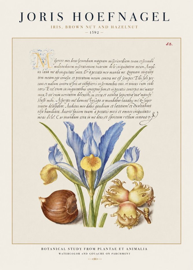 Joris Hoefnagel Iris, Brown Nut and Hazelnut No1 - Affiche