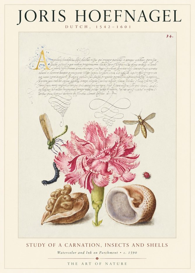 Joris Hoefnagel Study of a Carnation, Insects and Shells No1 - Affiche