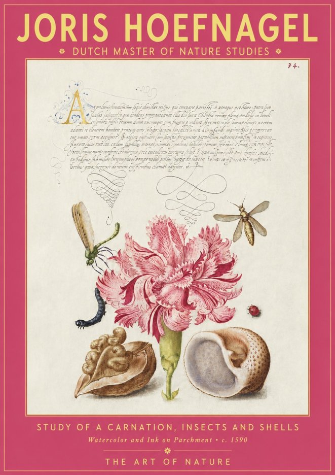 Joris Hoefnagel Study of a Carnation, Insects and Shells No2 - Affiche