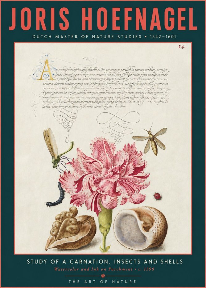 Joris Hoefnagel Study of a Carnation, Insects and Shells No3 - Affiche
