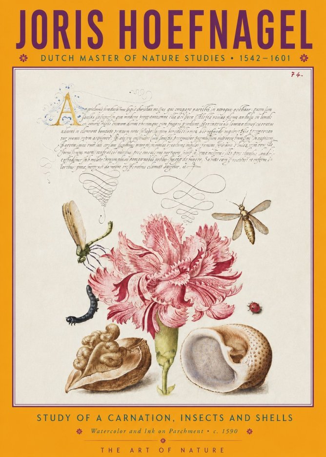 Joris Hoefnagel Study of a Carnation, Insects and Shells No4 - Affiche