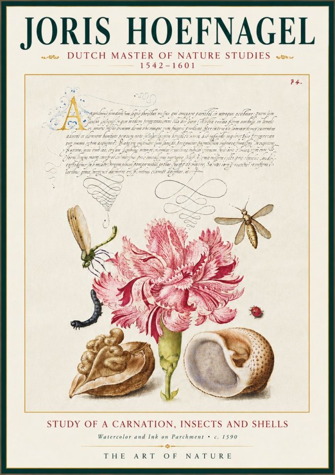 Joris Hoefnagel Study of a Carnation, Insects and Shells No5 - Affiche