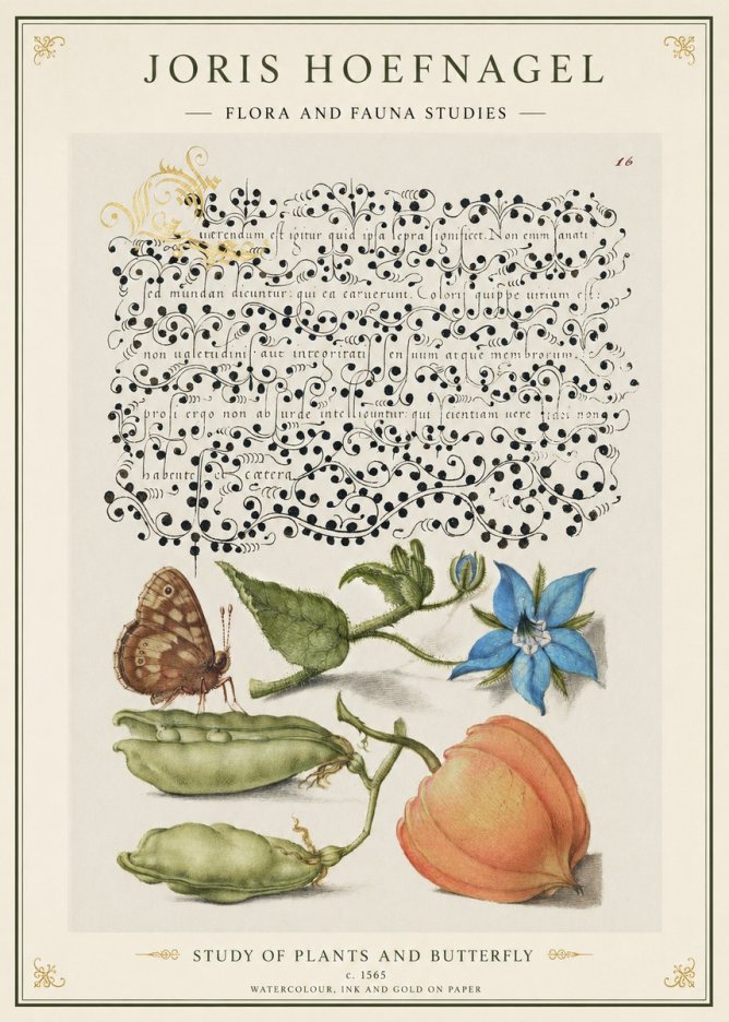 Joris Hoefnagel Study of Plants and Butterfly No1 - Affiche