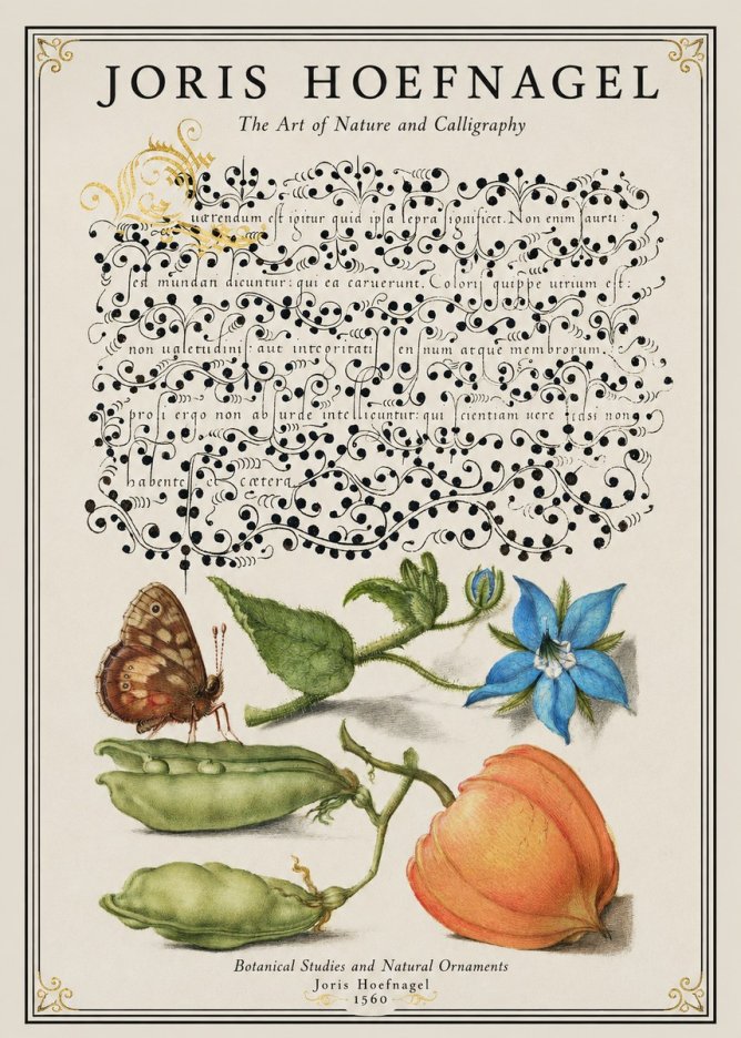 Joris Hoefnagel Study of Plants and Butterfly No2 - Affiche