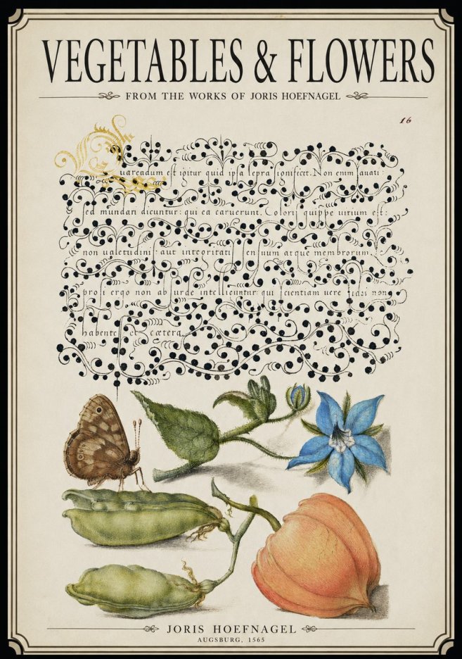 Joris Hoefnagel Study of Plants and Butterfly No3 - Affiche