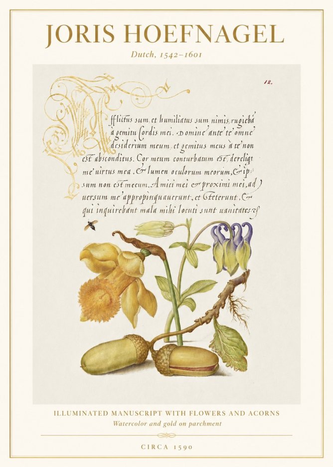 Joris Hoefnagel Illuminated Manuscript with Flowers and Acorns No1 - Affiche
