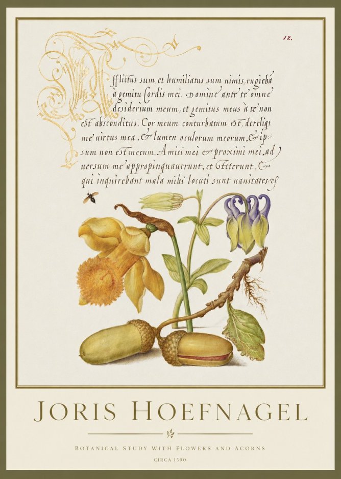 Joris Hoefnagel Illuminated Manuscript with Flowers and Acorns No2 - Affiche