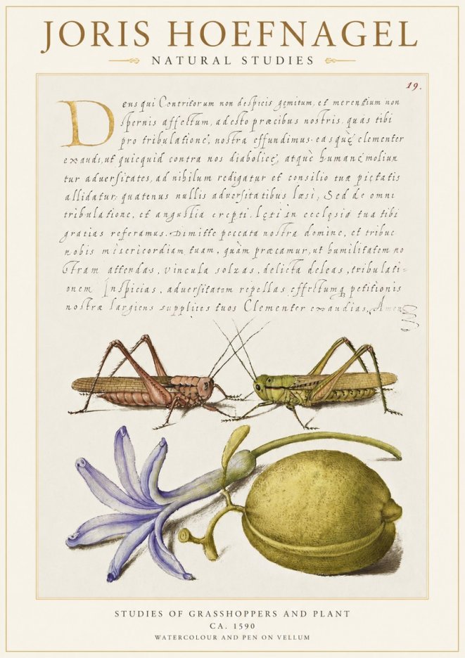 Joris Hoefnagel Studies of Grasshoppers and Plant No1 - Affiche