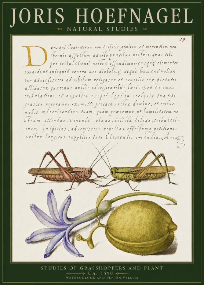 Joris Hoefnagel Studies of Grasshoppers and Plant No2 - Affiche